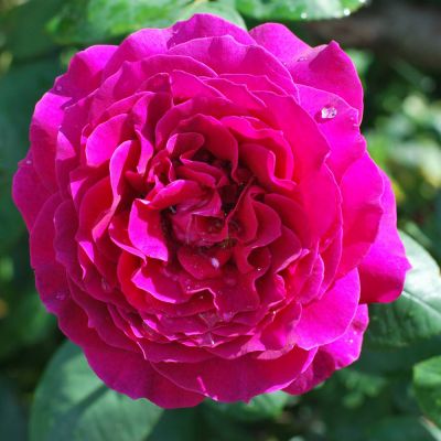 Роза Эмпрант Роза Эмпрант фото