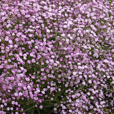 Гипсофила Пинк Гипсофила Пинк фото