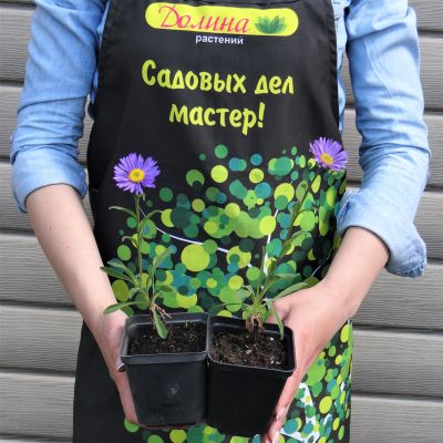 Астра альпийская Данке Шон фото