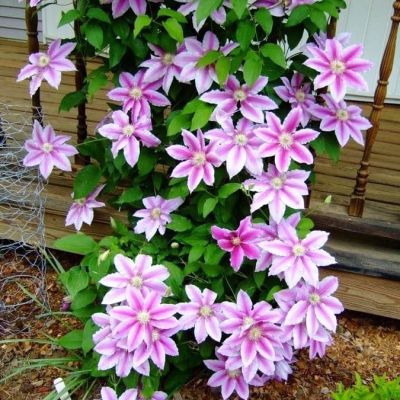 Клематис Нелли Мозер Клематис Нелли Мозер фото