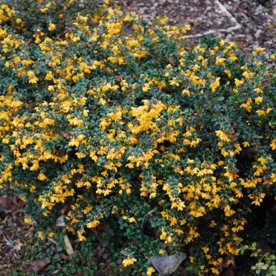 Барбарис Дарвина Компакта Барбарис Дарвина Компакта - Dolina-Sad.Ru