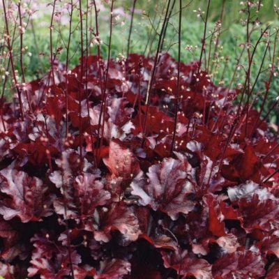 Гейхера Милтинг Файер Гейхера Милтинг Файер - Dolina-Sad.Ru