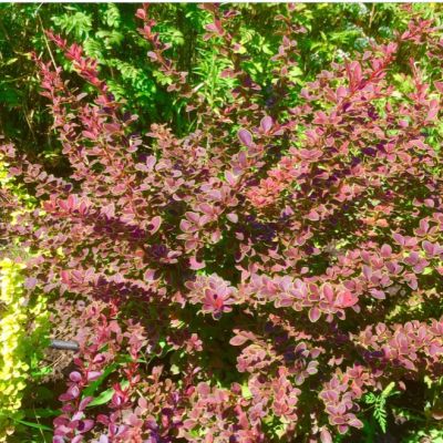 Барбарис Тунберга Голден Ринг Барбарис Тунберга Голден Ринг фото