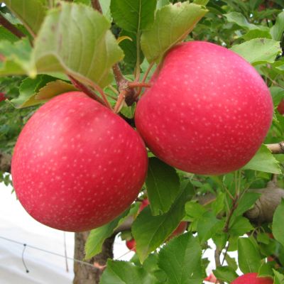 Яблоня Пинк Леди/Зимняя Яблоня Пинк Леди/Зимняя - Dolina-Sad.Ru
