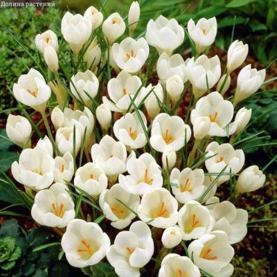 Крокус МИСС ВЕЙН за рубль Крокус МИСС ВЕЙН за рубль фото