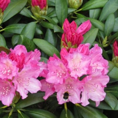 Рододендрон якушиманский Калинка Рододендрон якушиманский Калинка - Dolina-Sad.Ru