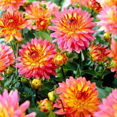 Георгина Пабло Георгина Пабло фото