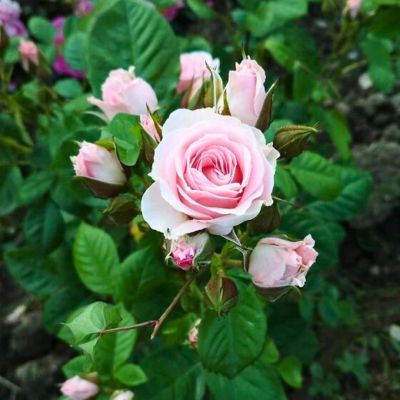 Роза Невеста Роза Невеста - Dolina-Sad.Ru