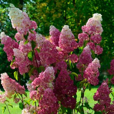 Гортензия метельчатая Фрайз Мельба Гортензия метельчатая Фрайз Мельба - Dolina-Sad.Ru