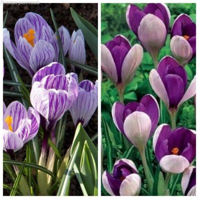 Микс Сортов Крокусов Микс Сортов Крокусов фото