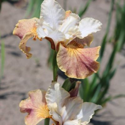 Ирис Джери Мерфи Ирис Джери Мерфи - Dolina-Sad.Ru