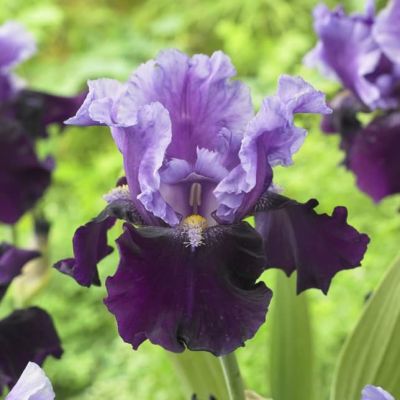 Ирис БЛЮ БЕРД ВАЙН Ирис БЛЮ БЕРД ВАЙН фото