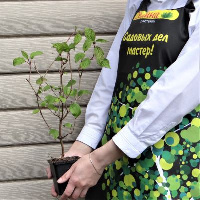 Калина складчатая Сент Кеверн Калина складчатая Сент Кеверн фото