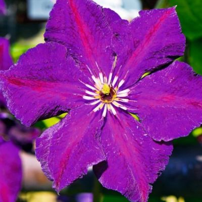 Клематис Грюнвальд Клематис Грюнвальд фото