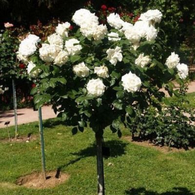 Роза Штамбовая Анна Пурна Роза Штамбовая Анна Пурна - Dolina-Sad.Ru