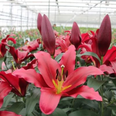 Лилия Ластинг Лов Лилия Ластинг Лов - Dolina-Sad.Ru