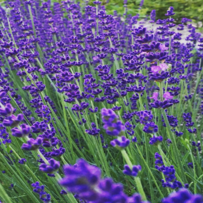 Лаванда узколистная Хидкот Блю Лаванда узколистная Хидкот Блю фото