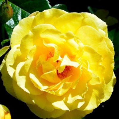 Роза Дукат Роза Дукат - Dolina-Sad.Ru