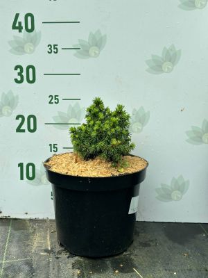 Ель Канадская Альберта Глобе, С3 - Dolina-Sad.Ru