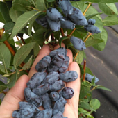 Жимолость Бореал Близзард - Dolina-Sad.Ru