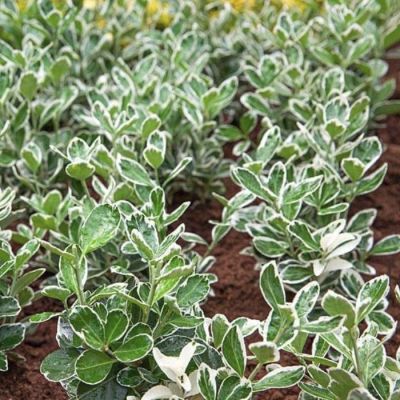 Бересклет японский Альбомаргинатус Бересклет японский Альбомаргинатус - Dolina-Sad.Ru