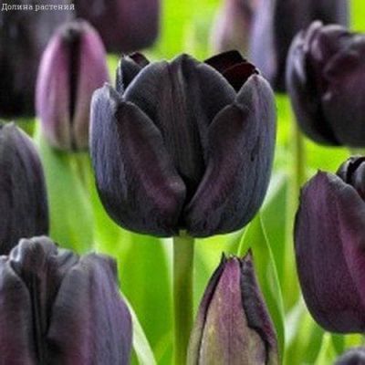 Тюльпан Пол Шерер Тюльпан Пол Шерер фото