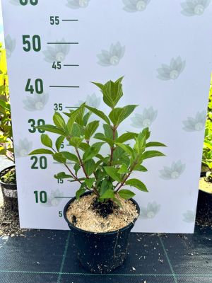 Гортензия метельчатая Милк энд Хани, С2 - Dolina-Sad.Ru