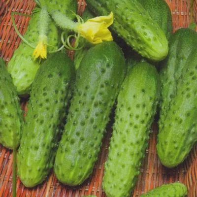 Огурец Барабулька F1 корнишон автор. Огурец Барабулька F1 корнишон автор. - Dolina-Sad.Ru