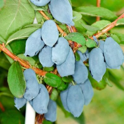 Жимолость съедобная Камчатская Жимолость съедобная Камчатская - Dolina-Sad.Ru