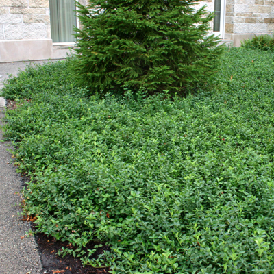 Бересклет Форчуна Колоратус Бересклет Форчуна Колоратус фото