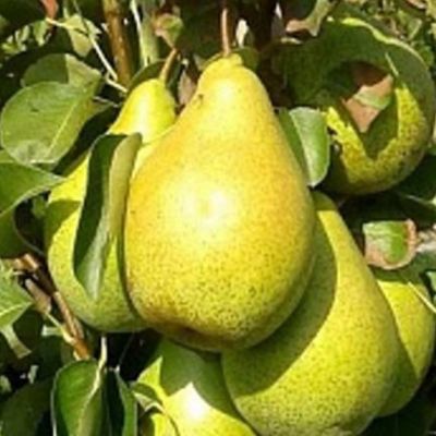 Груша Глубокская/Осенняя Груша Глубокская/Осенняя фото