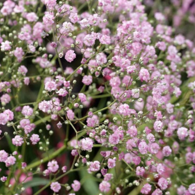 Гипсофила Пинк Гипсофила Пинк фото