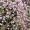 Гипсофила Пинк Гипсофила Пинк фото