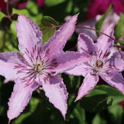 Клематис Хезер Хершелл Клематис Хезер Хершелл фото