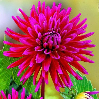 Георгина Пурпл Джем Георгина Пурпл Джем фото