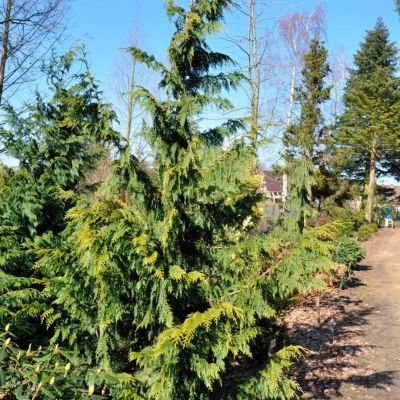 Кипарисовик нутканский Ауреа Кипарисовик нутканский Ауреа - Dolina-Sad.Ru