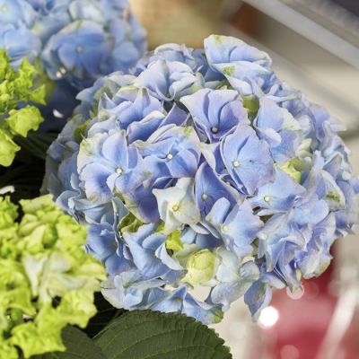 Гортензия крупнолистная Хай Маунтин Гортензия крупнолистная Хай Маунтин - Dolina-Sad.Ru