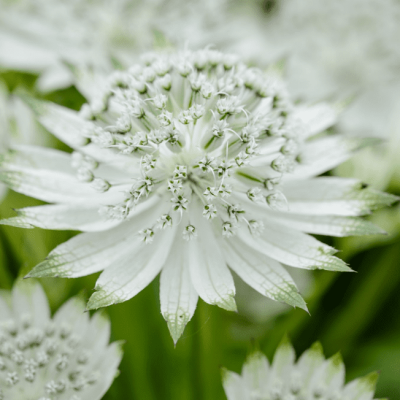 Астранция Вайт Ангел , С1,5 Астранция Вайт Ангел , С1,5 фото