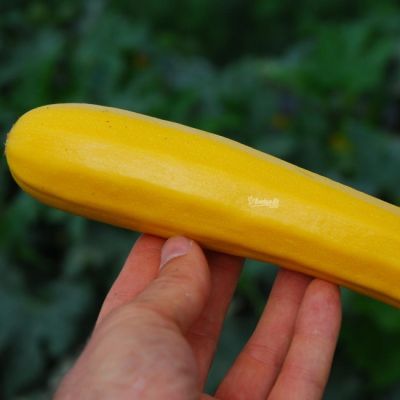 Кабачок Санлайт F1 (Clause/Франция) Кабачок Санлайт F1 (Clause/Франция) фото