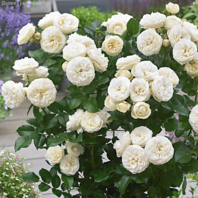 Роза Артемис Роза Артемис фото