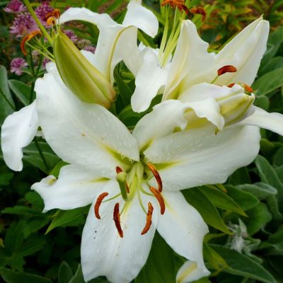 Лилия Сиберия фото