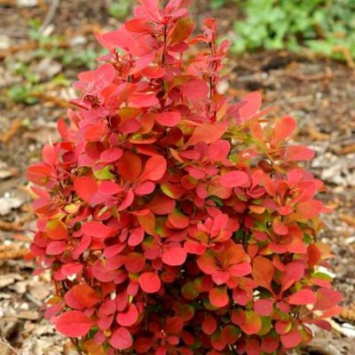 Брабарис тунберга Неон - Dolina-Sad.Ru