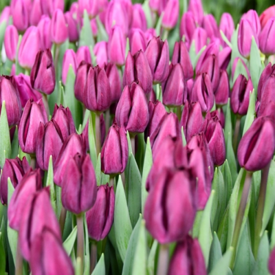 Тюльпан Пурпул Лэд Тюльпан Пурпул Лэд - Dolina-Sad.Ru