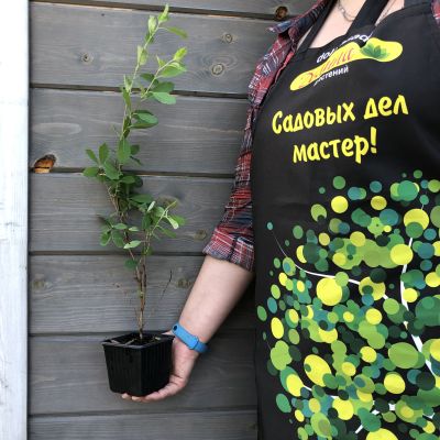 Экзохорда Мэджикал Спрингтайм Экзохорда Мэджикал Спрингтайм фото