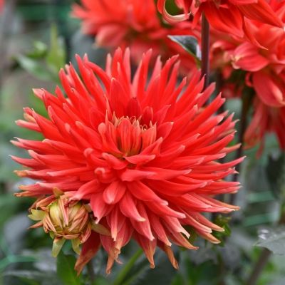 Георгина Парк Идиллия - Dolina-Sad.Ru