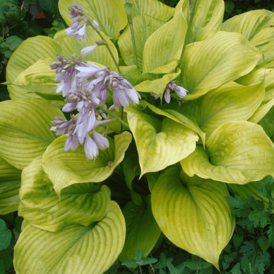 Хоста Сам энд Сабстенс фото