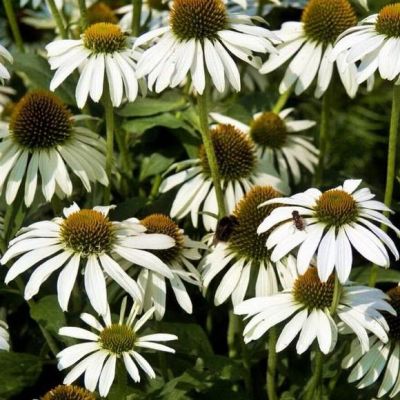 Эхинацея пурпурная Вайт Эхинацея пурпурная Вайт фото