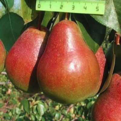 Груша Ника Груша Ника - Dolina-Sad.Ru