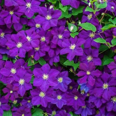 Клематис Грюнвальд Клематис Грюнвальд фото