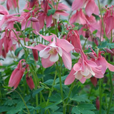 Аквилегия гибридная Бидермейер - Dolina-Sad.Ru